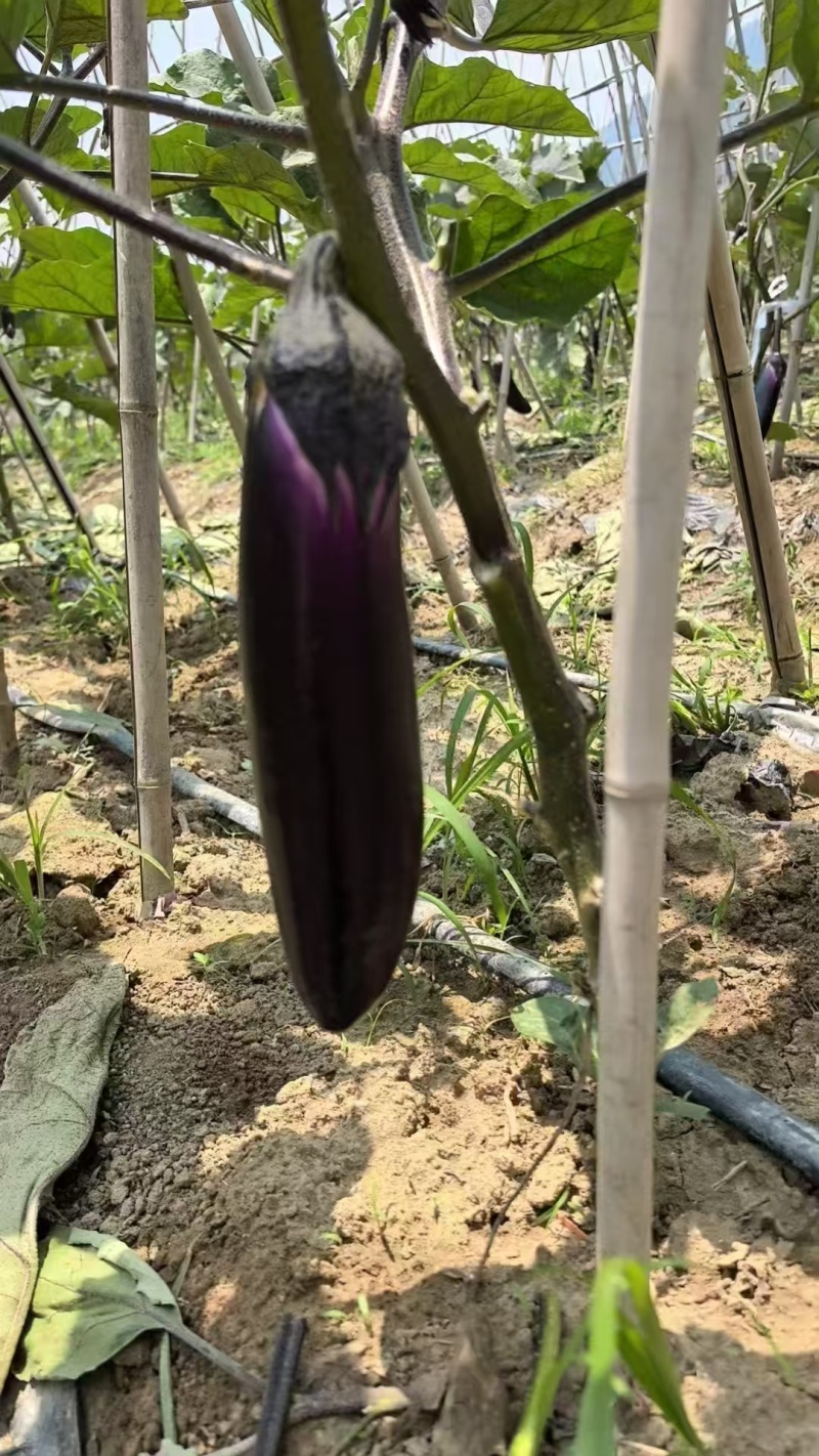 贵州烧烤茄