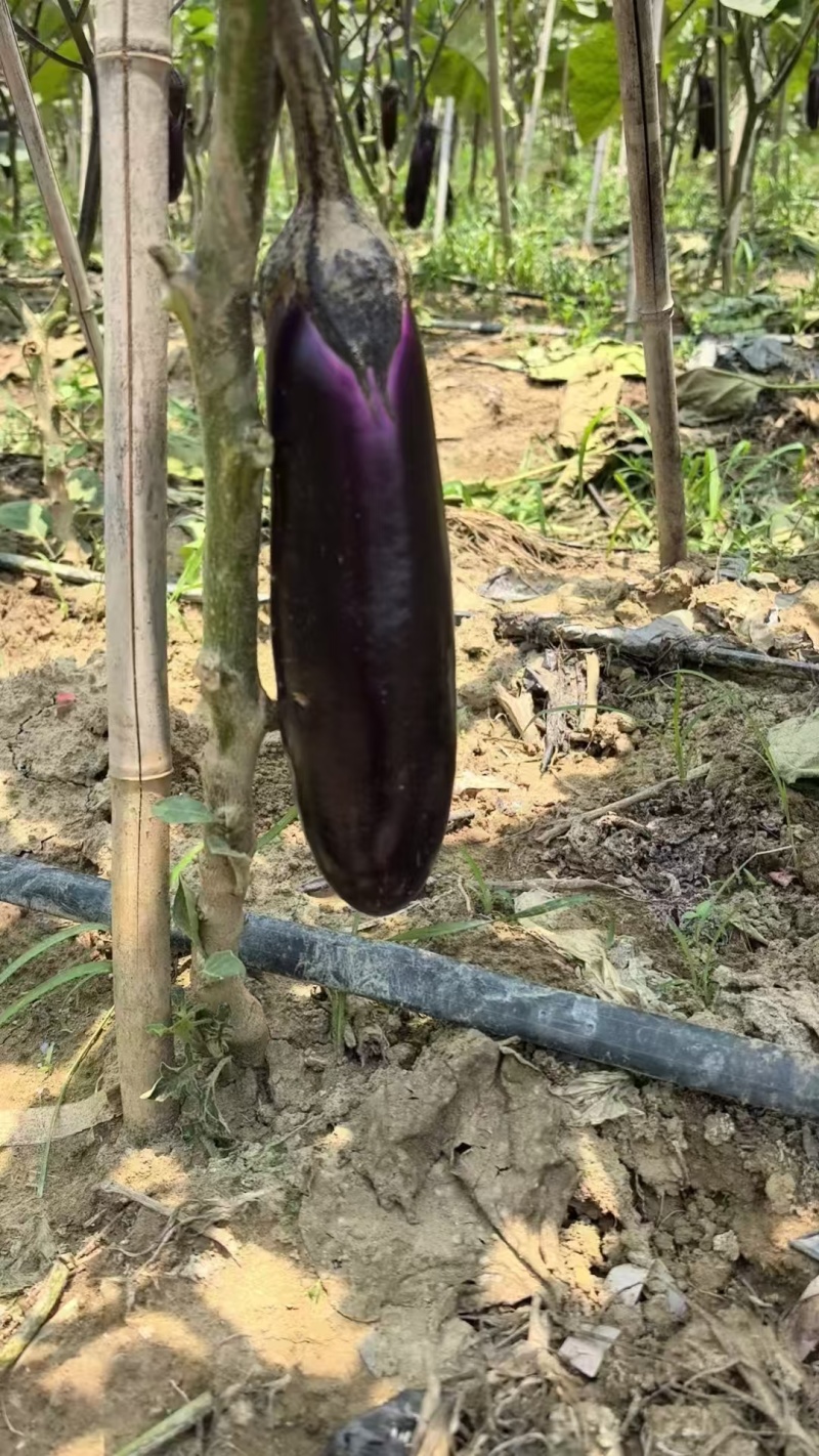 贵州烧烤茄