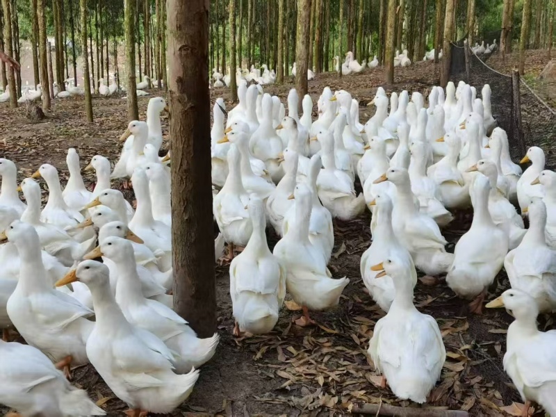 水白鸭