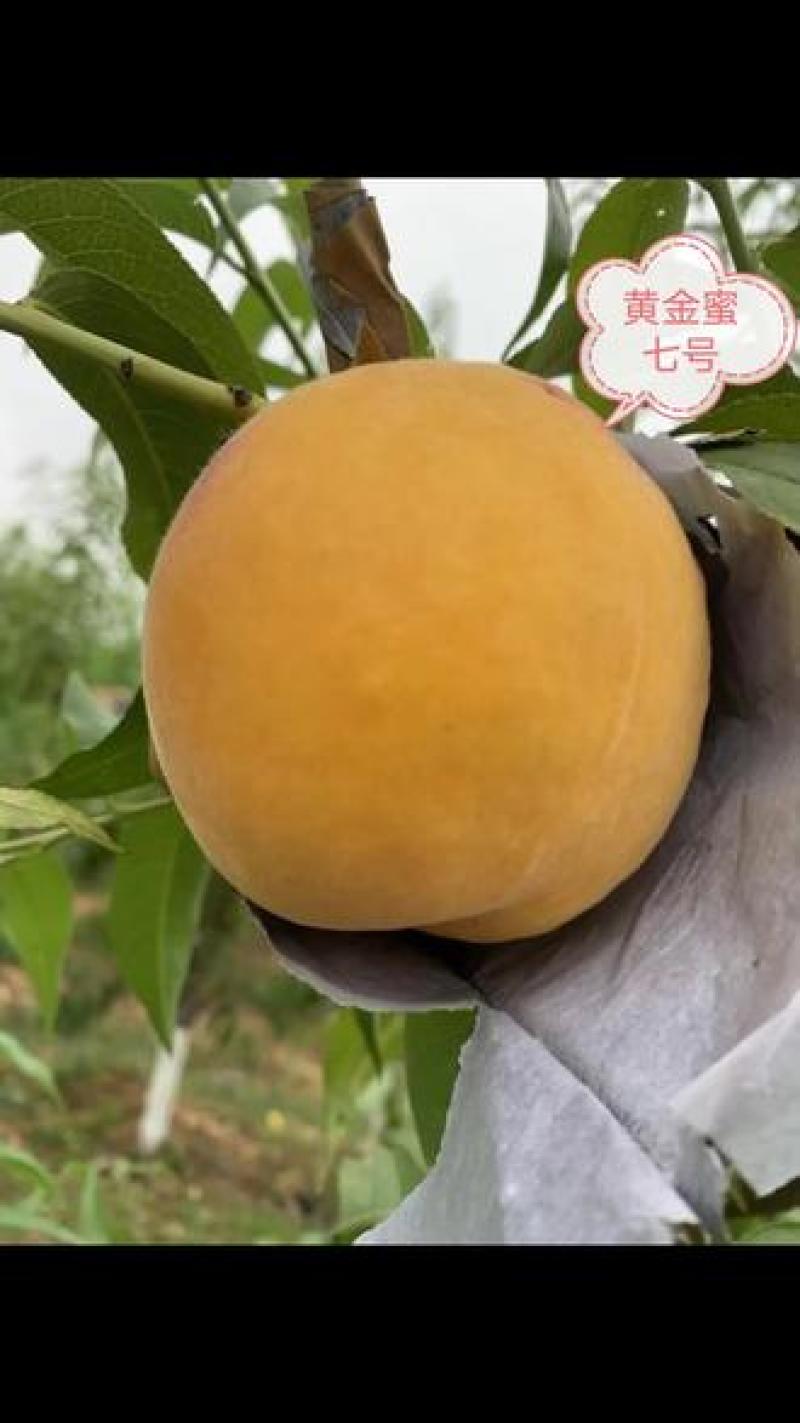 （精品黄金蜜八号桃）黄金蜜八号毛桃，口感超甜，产地直发。