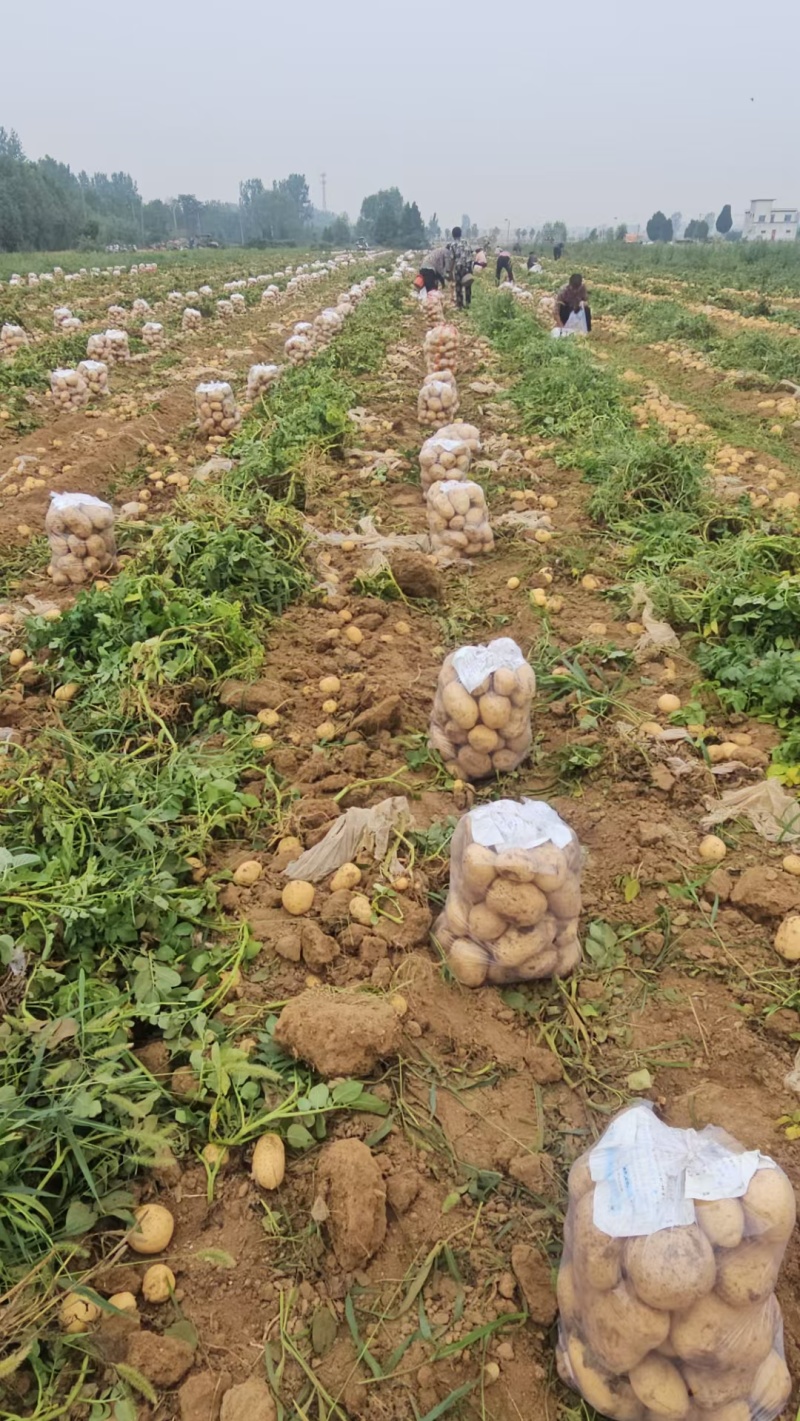 新野沃土土豆大量上市供应中，价格便宜货源充足