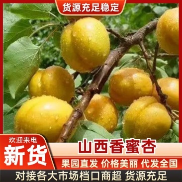 （山西荷兰香蜜杏）口感香甜，味道鲜美，产地直发。