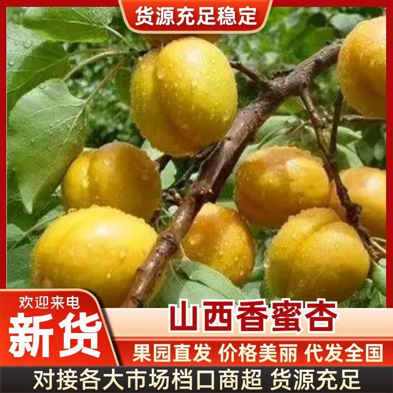 （山西荷兰香蜜杏）口感香甜，味道鲜美，产地直发。
