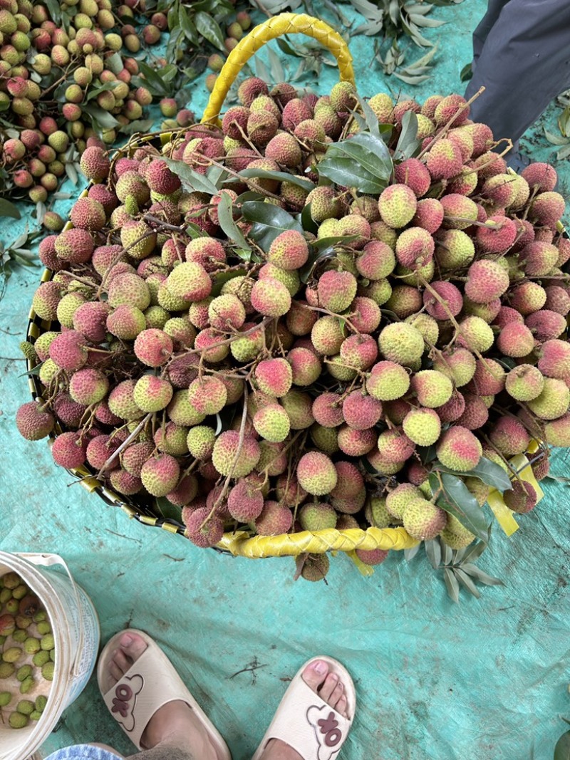 妃子笑荔枝大量上市产地直供质量保证量大价优全国发货