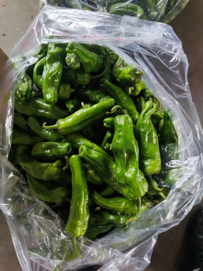 精品杭椒，泡椒巨无霸，薄皮椒，美人椒，小米椒，产地直供