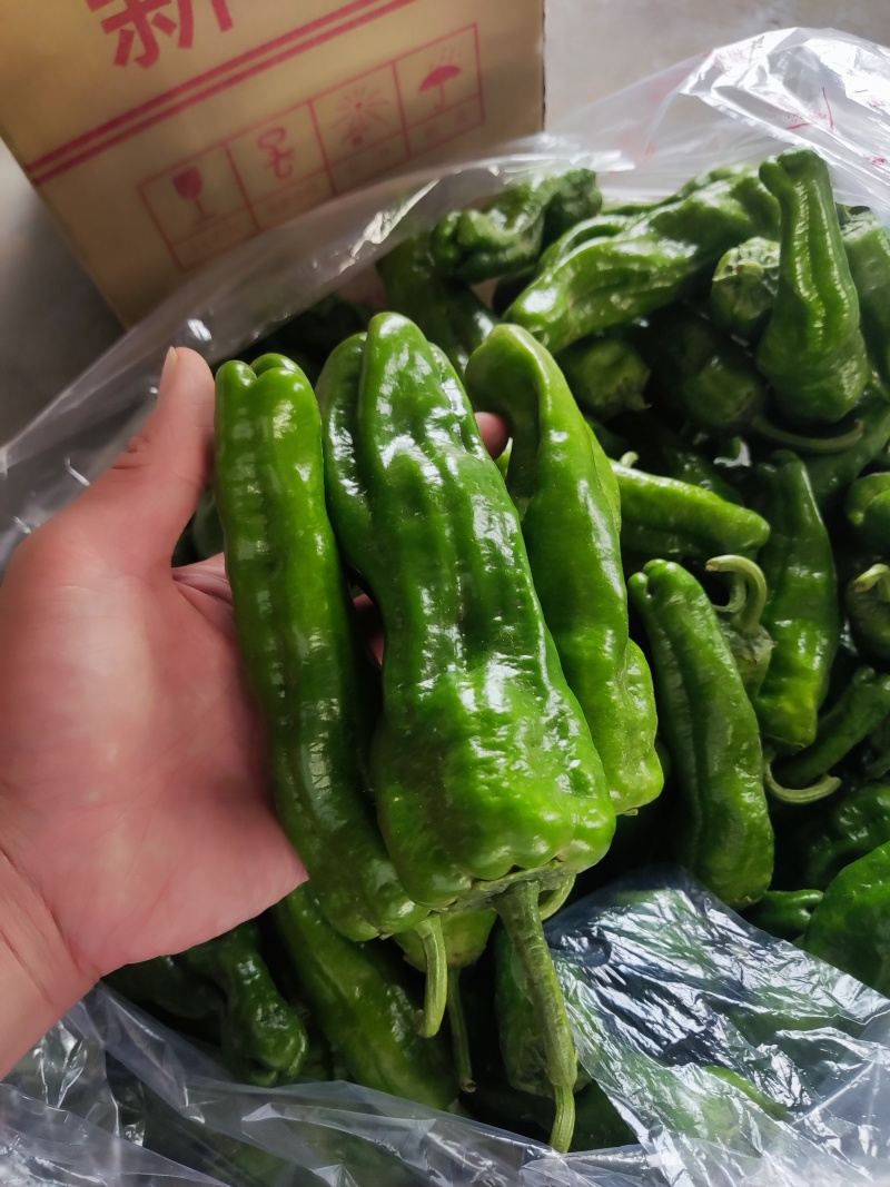 精品杭椒，泡椒巨无霸，薄皮椒，美人椒，小米椒，产地直供