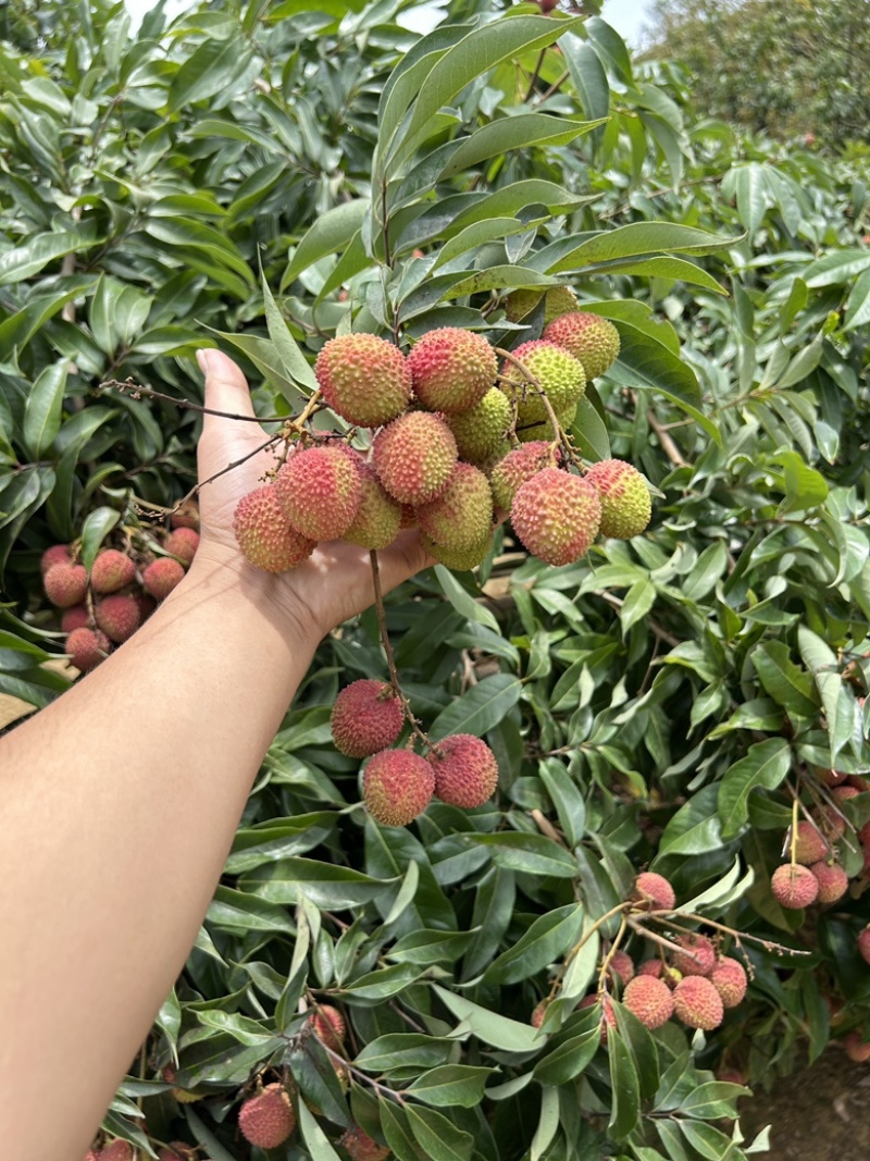 妃子笑荔枝大量上市产地直供质量保证量大价优全国发货