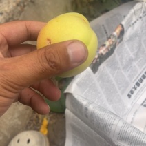 雹伤杏。价格优惠量大的来。价格优惠