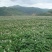 凉山土豆