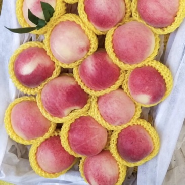 突围桃油桃
