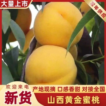 （精品黄金蜜八号桃）黄金蜜八号毛桃，口感超甜，产地直发。