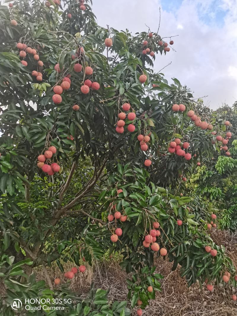 桂味茘枝
