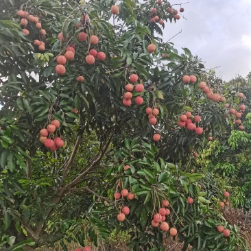 桂味茘枝