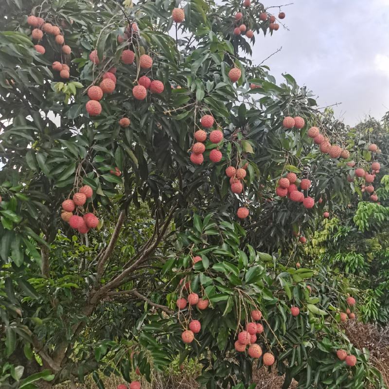 桂味茘枝