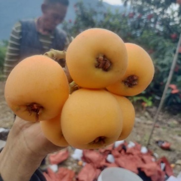 石棉县新鲜枇杷直供，果肉饱满汁甜，现摘现发，健康美味送到家！