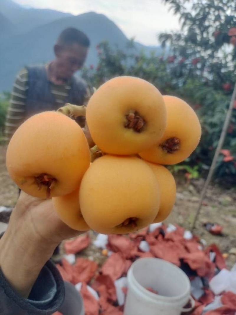 石棉县新鲜枇杷直供，果肉饱满汁甜，现摘现发，健康美味送到家！