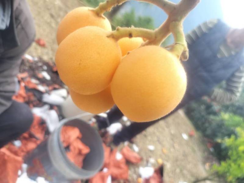 石棉县新鲜枇杷直供，果肉饱满汁甜，现摘现发，健康美味送到家！