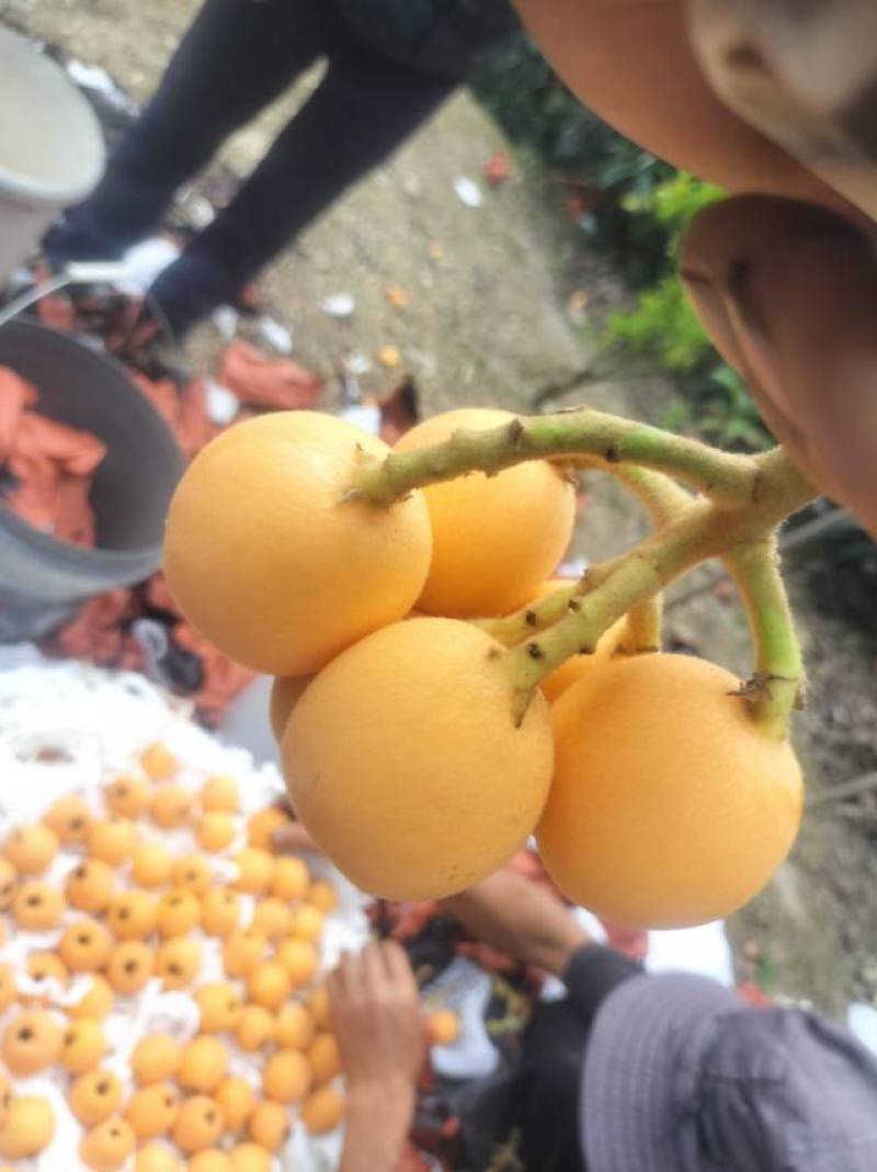 石棉县新鲜枇杷直供，果肉饱满汁甜，现摘现发，健康美味送到家！