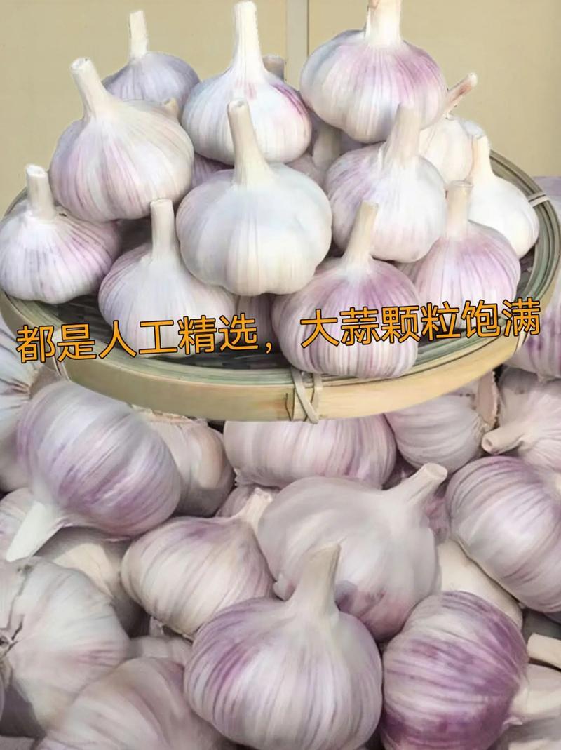 精品紫皮大蒜白皮大蒜颗粒饱满市场电商出口全国发货