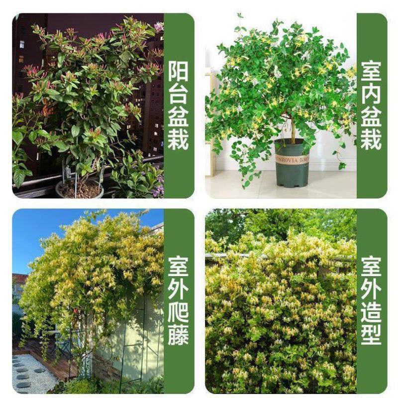 金银花桩10000株8年的桩需要的联系