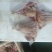 鸽子发规格齐全工厂直发
