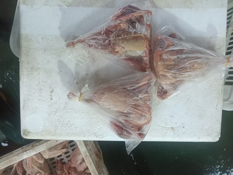 鸽子发规格齐全工厂直发