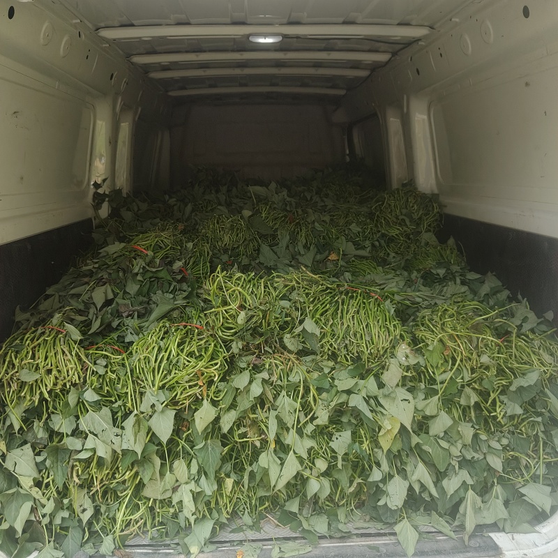 开封红薯苗千亩基地直发，西瓜红，哈密，商薯19等优质原种