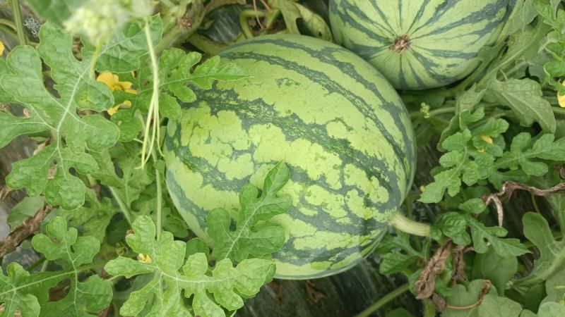 河南夏邑精品无籽美都西瓜产地发货8斤打底包熟包甜全国发货