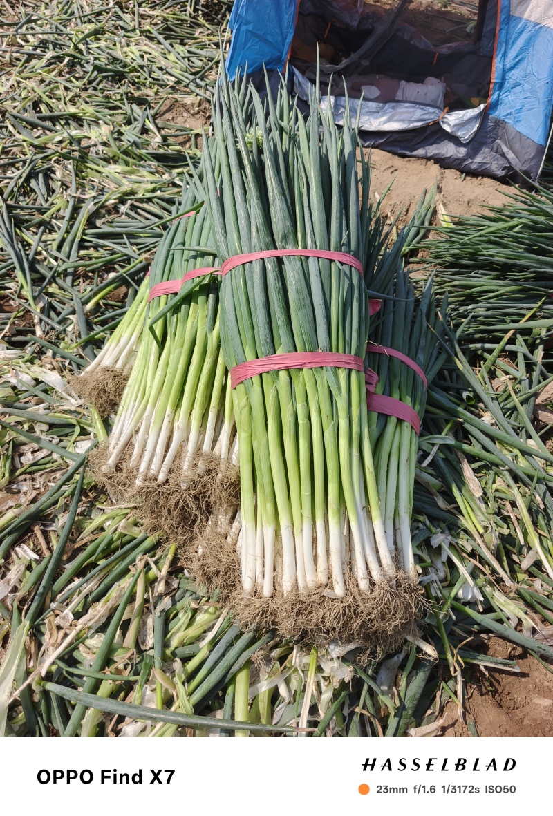 大葱，地膜插葱，电商优先，市场**，地膜扒皮葱，粗细分级
