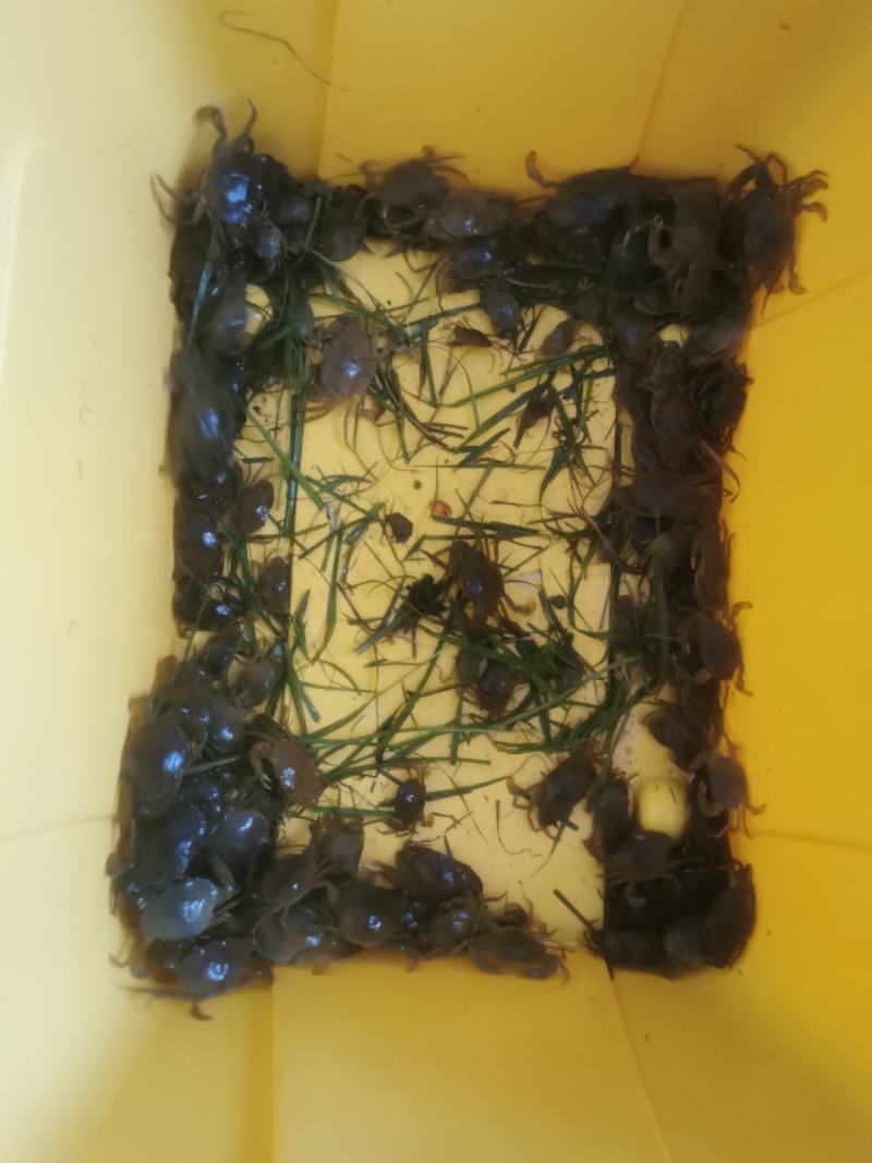 青蟹苗