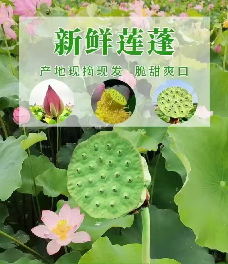水果莲蓬