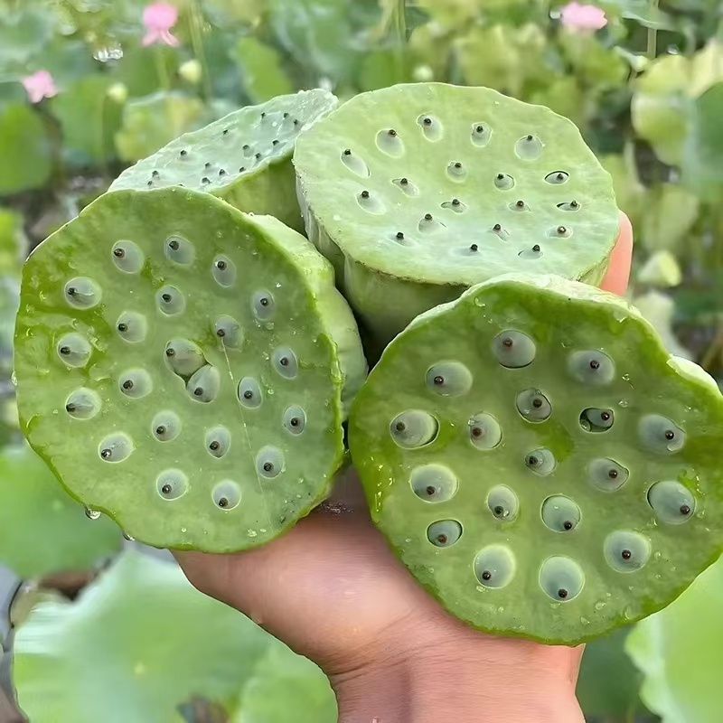 水果莲蓬