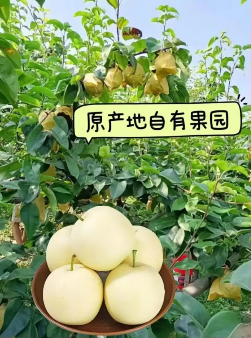 皇冠梨，产地一手货源，欢迎新老客户前来合作