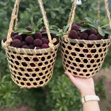 【优选商家】高品质杨梅可一件代发量大从优个头大水分足