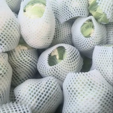 精品银川菜花