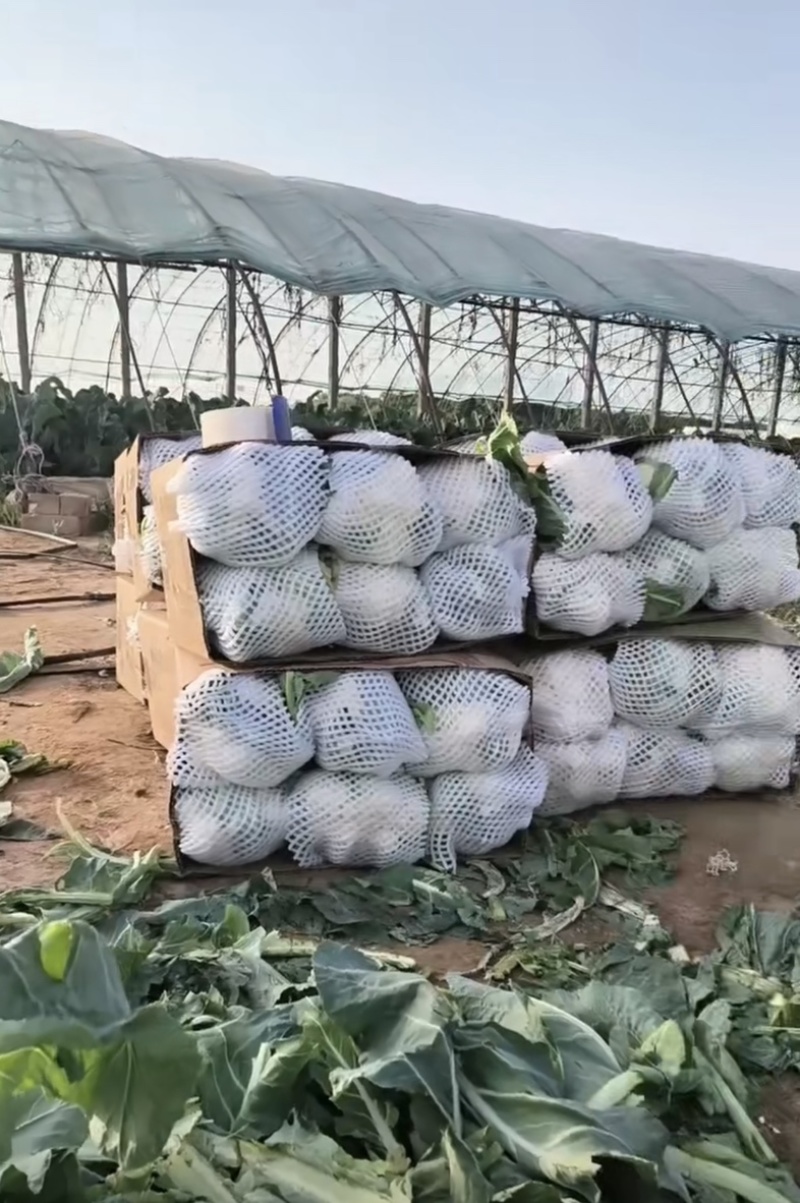 精品银川菜花