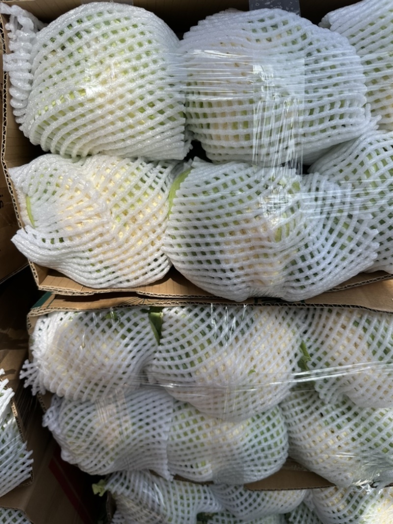 精品银川菜花