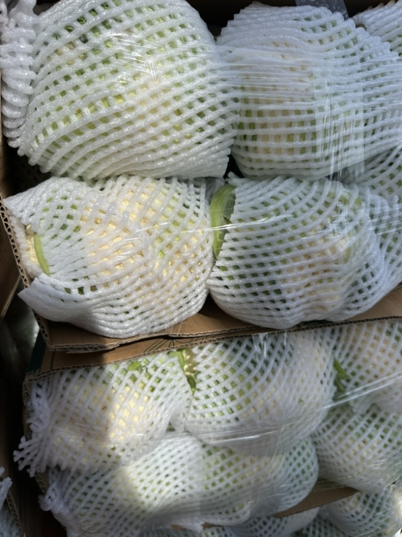 精品银川菜花