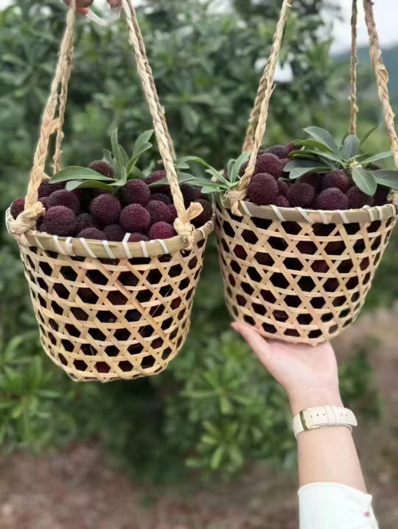 【优选商家】高品质杨梅可一件代发量大从优个头大水分足