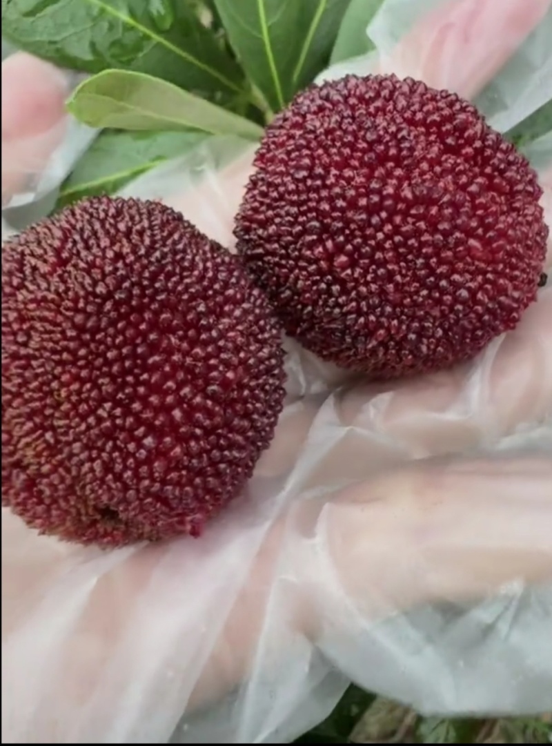 【优选商家】高品质杨梅可一件代发量大从优个头大水分足