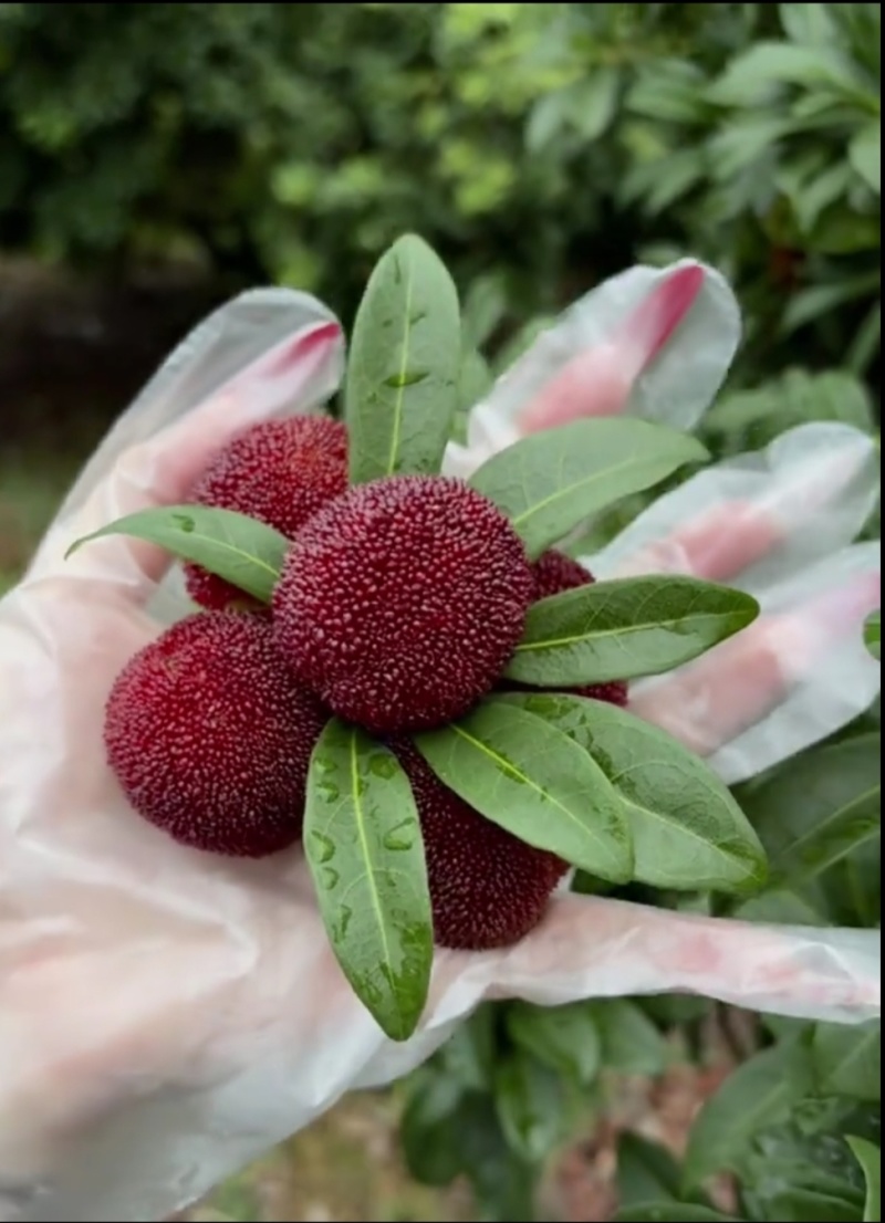 【优选商家】高品质杨梅可一件代发量大从优个头大水分足