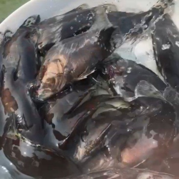 饲料鳜鱼苗