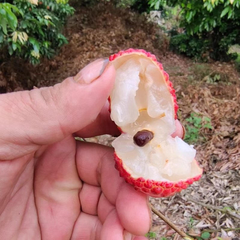 广东茂名高州桂味荔枝原产地直供每天新鲜现摘当天发货