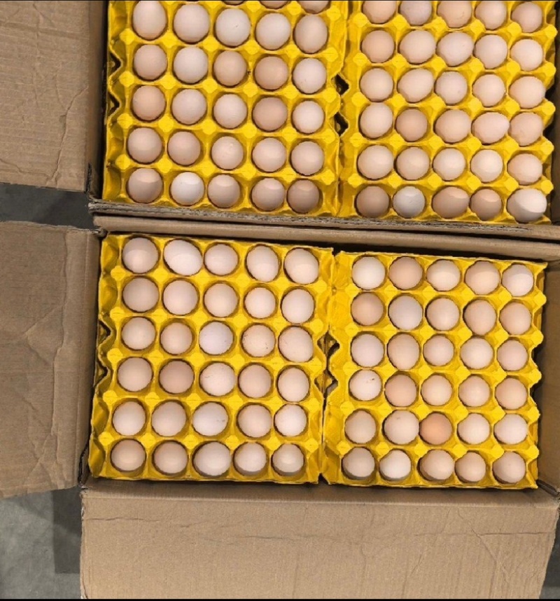 自家养鸡场大量批发按量定价价格优惠
