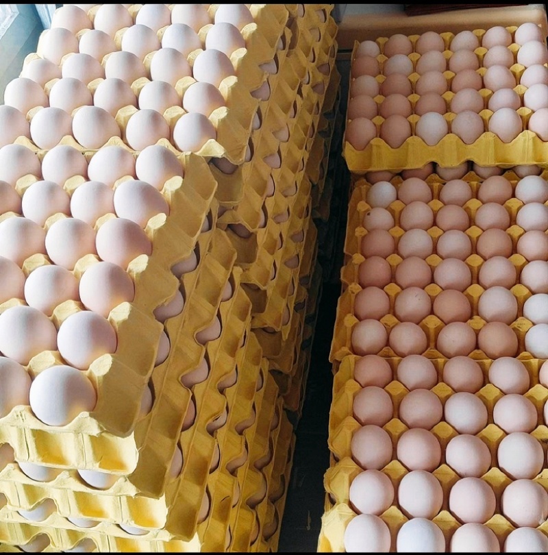 自家养鸡场大量批发按量定价价格优惠