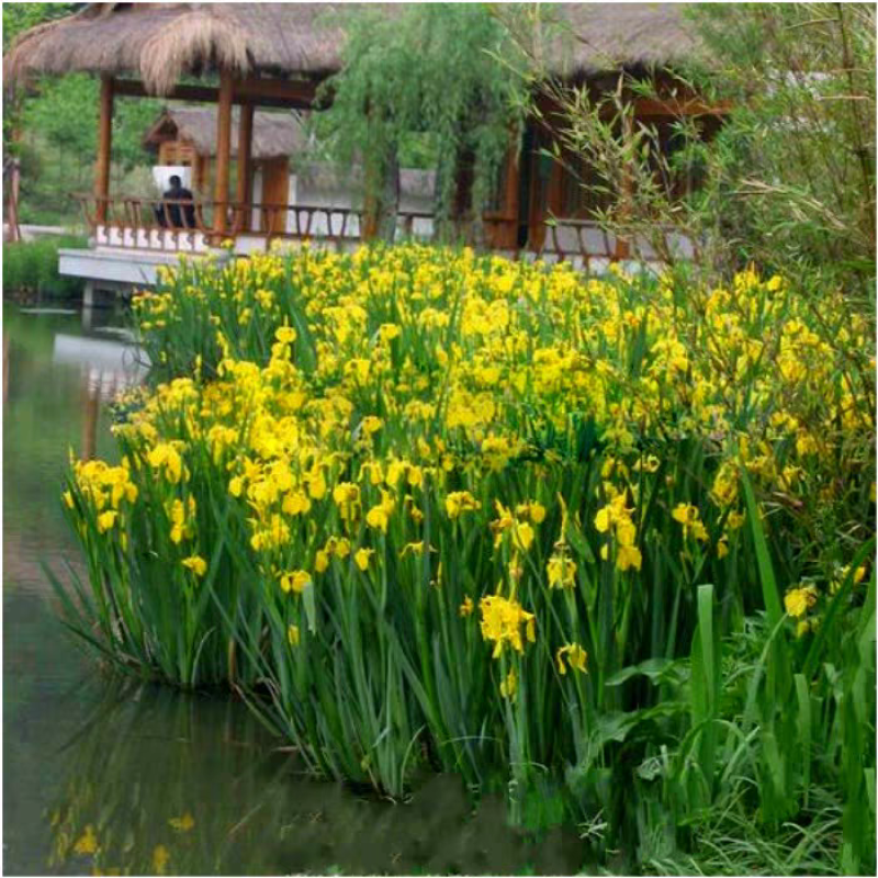 黄昌蒲黄花鸢尾水生花卉水草水植物鱼塘池塘禄化植物水培
