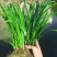 黄昌蒲黄花鸢尾水生花卉水草水植物鱼塘池塘禄化植物水培