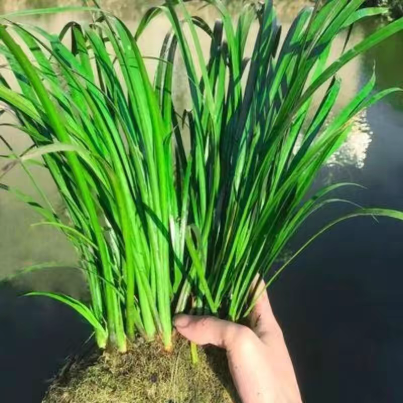 黄昌蒲黄花鸢尾水生花卉水草水植物鱼塘池塘禄化植物水培
