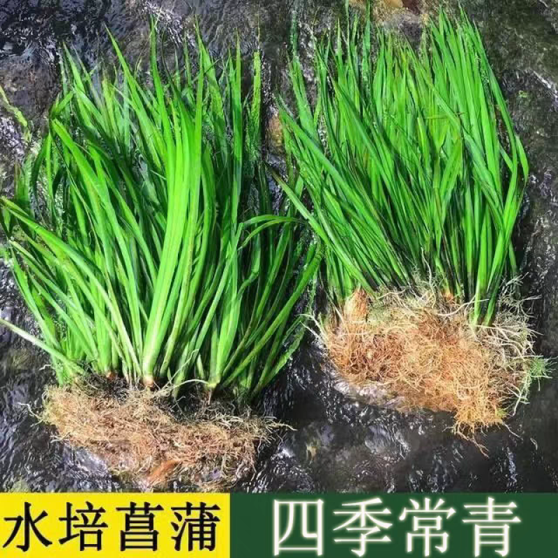 黄昌蒲黄花鸢尾水生花卉水草水植物鱼塘池塘禄化植物水培