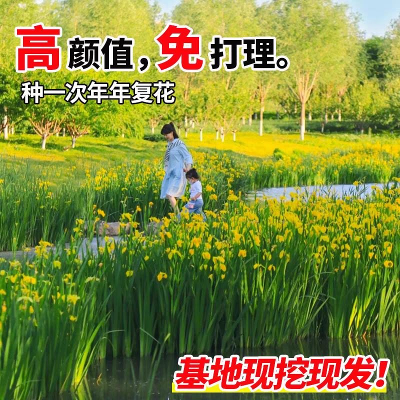 黄昌蒲黄花鸢尾水生花卉水草水植物鱼塘池塘禄化植物水培